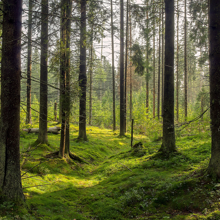 Çevreyi Korumak ve Geleceğe Doğru Adımlar